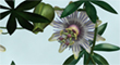 passiflora